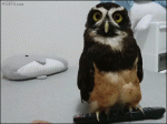 Owl-remote-control-confused-reaction