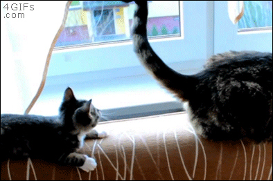 Kitten-vs-cat-tail