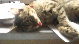 Sleeping-cat-tongue