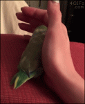 Parrot-likes-human-contact