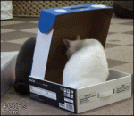 Cat-box-traps