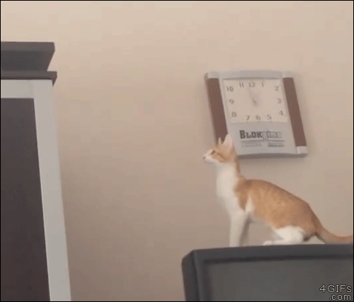 Cat-jump-fail