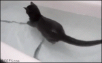 Cat-swimming-in-bathtub