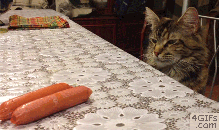 Cat-wants-hot-dogs-on-table