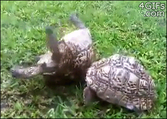 Turtle-helps-mate