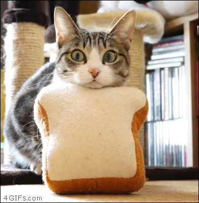 Cat-bread-missile-launch.gif?