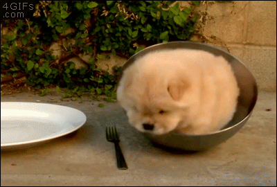 Chow-puppy-stuck-in-bowl