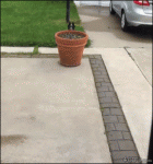 Dog-hiding-behind-flowerpot