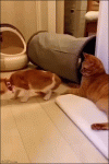 Cat GIFs