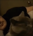 Cat GIFs