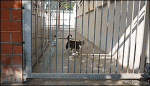 Cat GIFs