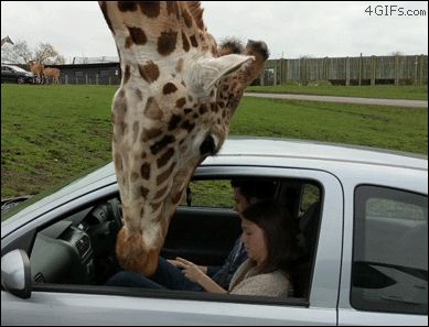 Giraffe-head-breaks-car-window