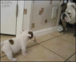 Puppy-scares-bulldog