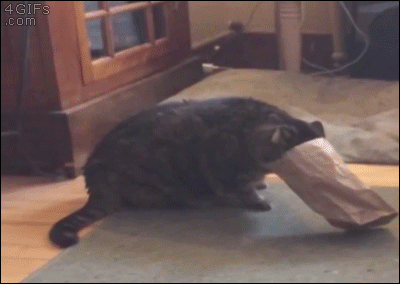 Cat-stuck-paper-bag
