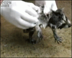 Baby-raccoon-bath