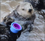 Otter-stacking-cups-disappointed