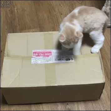 Cat-pulled-into-box.gif