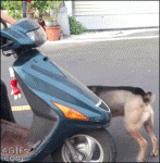 Dog-gets-on-scooter