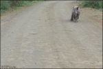 Baby-rhino-chases-car-flees