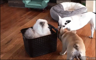 Dogs-pull-cat-in-basket