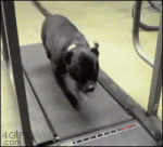 Determined-dog-treadmill
