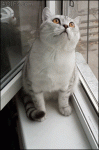 Focused-frozen-cat-statue-staring
