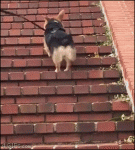 Corgi-dog-hops-up-stairs