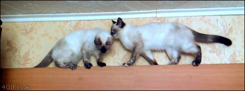 Siamese-kittens-over-under-pass.gif?