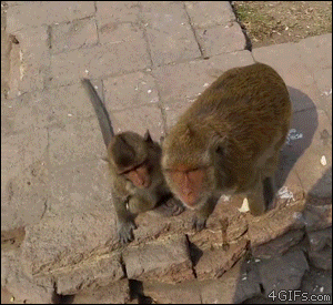 Monkey-steals-tourist-water-bottle