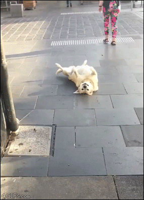 Smiling-upside-down-dog-wants-belly-rubs