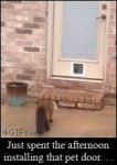 Cat-ignores-pet-door-uses-knob