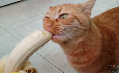 Cat-loves-eating-bananas