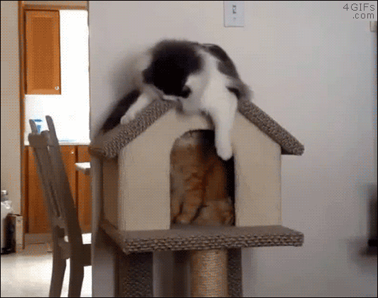 Falls-from-cat-tree-house