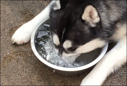 Husky-blows-bubbles-in-water