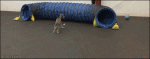 Dog-chased-in-play-tunnel
