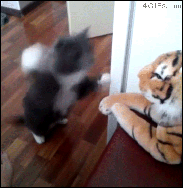 Cat-slaps-stuffed-toy-tiger