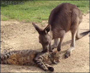 Kangaroo-grooms-annoys-cat