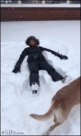 Dog-makes-snow-angel