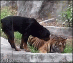 Dog-steals-from-tiger