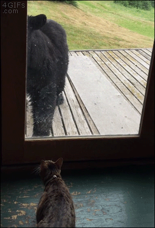 House-cat-scares-off-bear