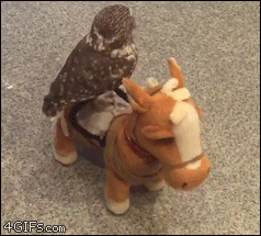 Owl-rides-toy-horse