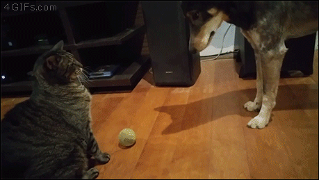 Cat-wont-let-dog-have-ball