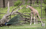 Peacock-scares-baby-giraffe