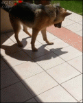 Dog-plays-with-shadow