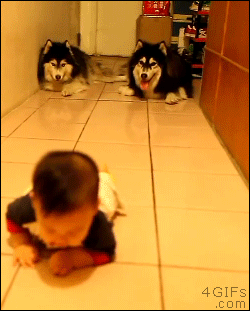 Dogs-imitate-crawling-baby