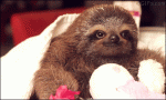 Romantic-sloth-gives-flower