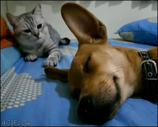 Cat-slaps-sleeping-dog