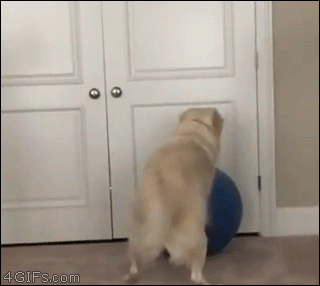 Dog-gets-stuck-on-yoga-ball