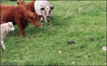 Turtle-scares-cow-herd.gif?