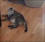 Ping-pong-ball-cat-malfunctions